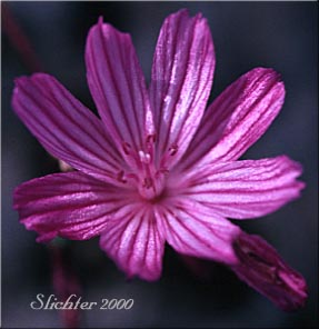 Flower of Rosy Lewisia, Columbia Lewisia: Lewisia columbiana var. rupicola (Synonyms: Lewisia rupicola, Lewisia columbiana ssp. rupicola)