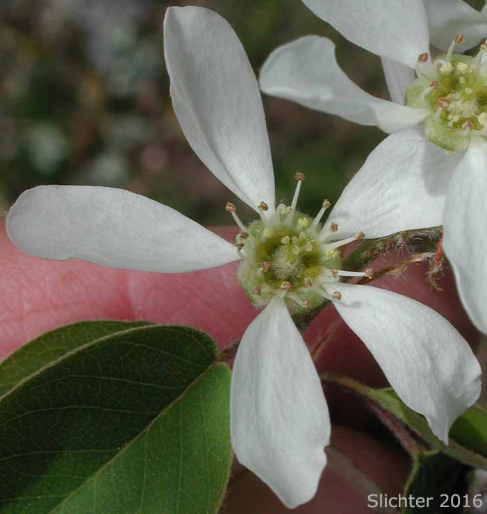 Flower of Pacific Serviceberry: Amelachier alnifolia var. semiintegrifolia (Synonym: Amelanchier florida var. florida)