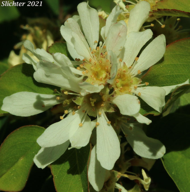 Pacific Serviceberry: Amelachier alnifolia var. semiintegrifolia (Synonym: Amelanchier florida var. florida)