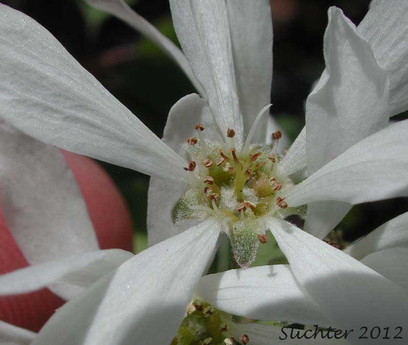 Flower of Pacific Serviceberry: Amelachier alnifolia var. semiintegrifolia (Synonym: Amelanchier florida var. florida)