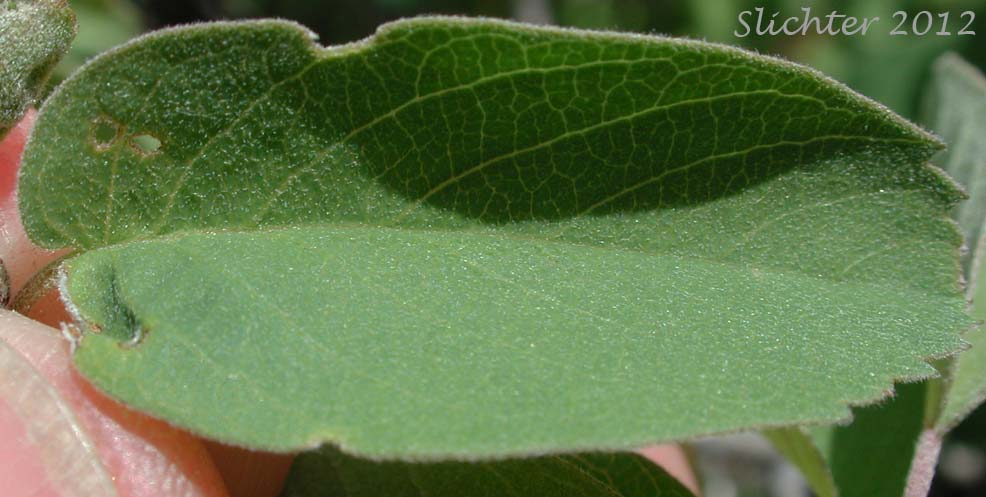 Upper leaf surface of Pacific Serviceberry: Amelachier alnifolia var. semiintegrifolia (Synonym: Amelanchier florida var. florida)