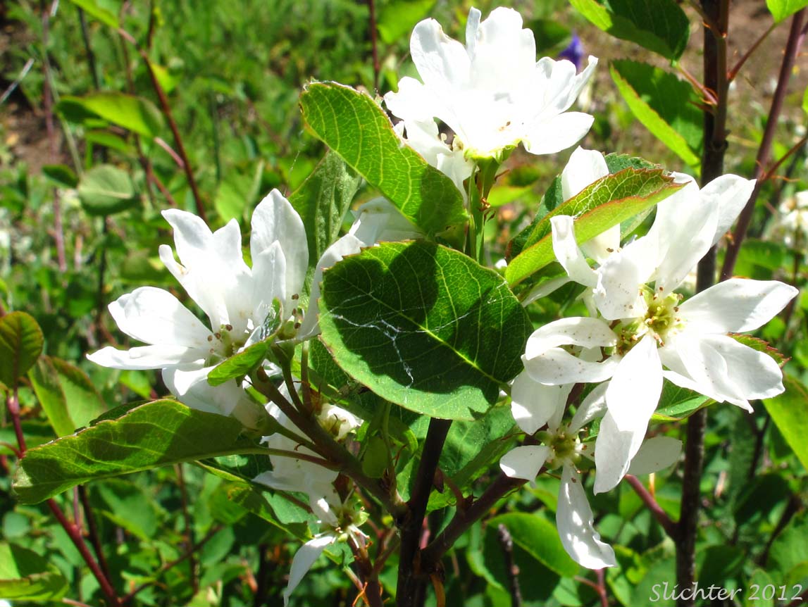 Pacific Serviceberry: Amelachier alnifolia var. semiintegrifolia (Synonym: Amelanchier florida var. florida)