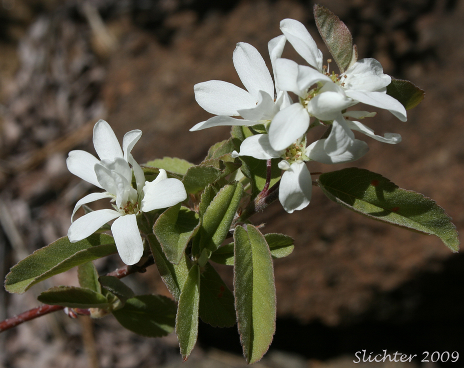 Pacific Serviceberry: Amelanchier alnifolia var. semiintegrifolia (Synonym: Amelanchier florida var. florida)