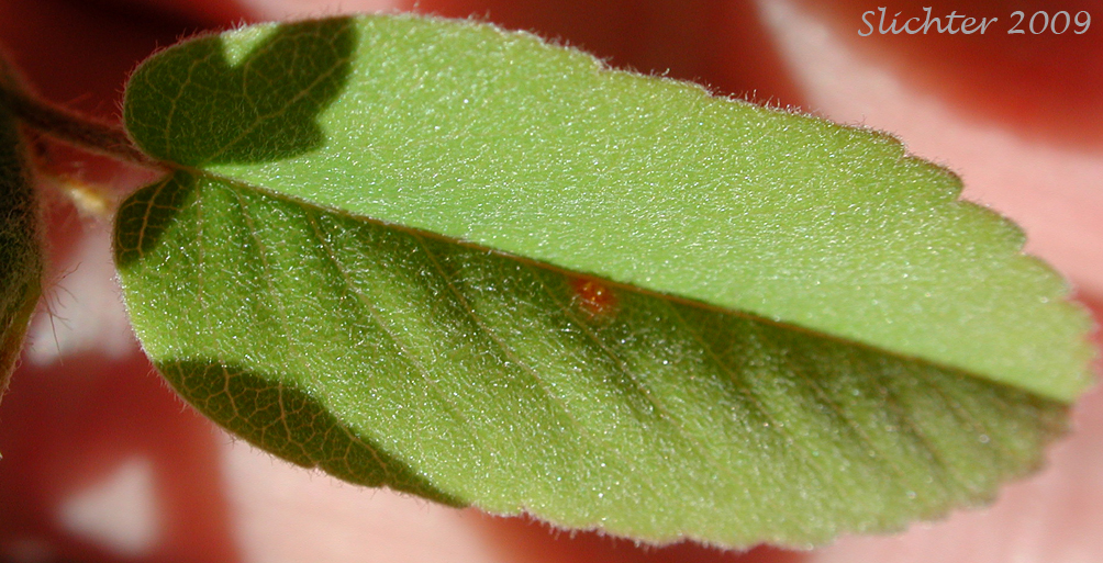 Leaf of Pacific Serviceberry: Amelachier alnifolia var. semiintegrifolia (Synonym: Amelanchier florida var. florida)