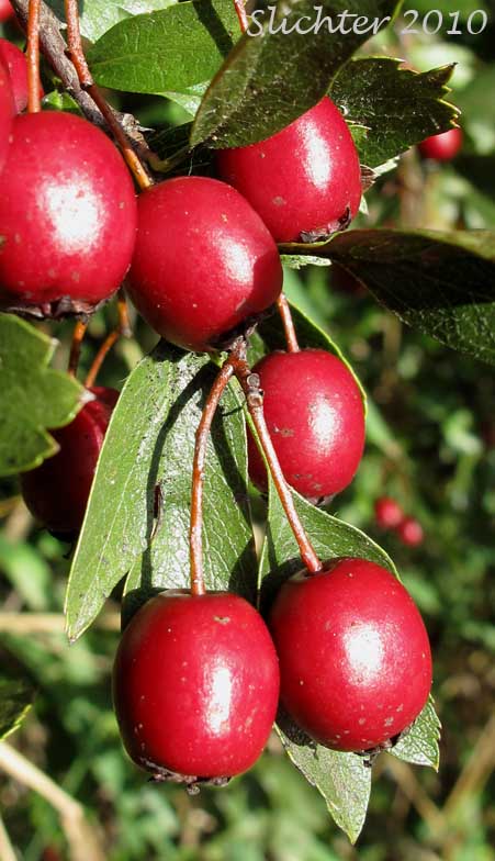 Bright red fruits of Common Hawthorn, English Hawthorn, One-seeded Hawthorn: Crataegus monogyna (Synonyms: Crataegus laevigata, Crataegus monogyna var. monogyna)