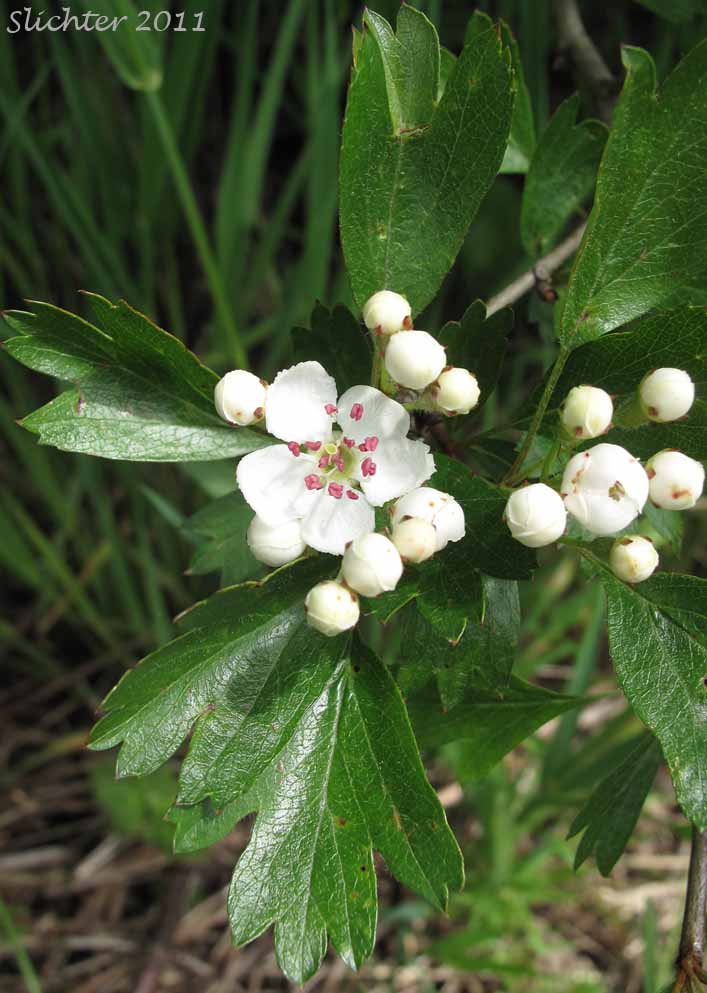 Flower, flower buds and leaves of Common Hawthorn, English Hawthorn, One-seeded Hawthorn: Crataegus monogyna (Synonyms: Crataegus laevigata, Crataegus monogyna var. monogyna)
