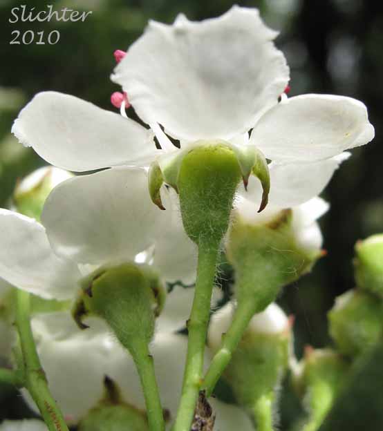 Underside of the flower of Common Hawthorn, English Hawthorn, One-seeded Hawthorn: Crataegus monogyna (Synonyms: Crataegus laevigata, Crataegus monogyna var. monogyna)
