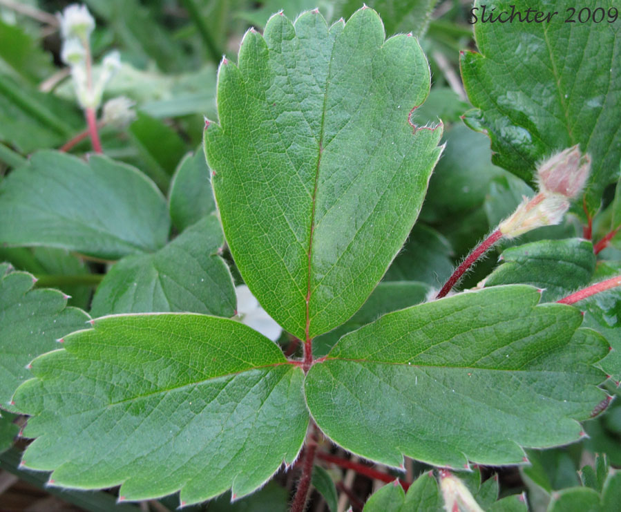 Trifoliate leaf of Beach Strawberry: Fragaria chiloensis ssp. pacifica