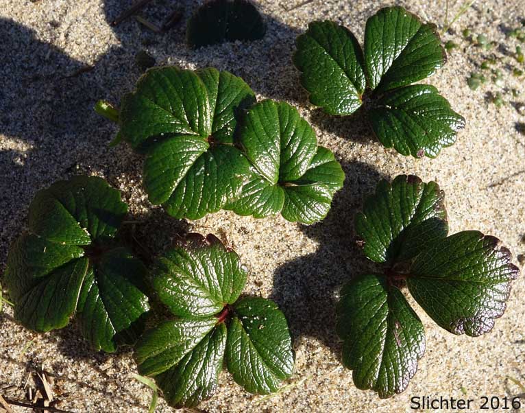 Basal leaves of Beach Strawberry, Coastal Strawberry, Chilean Strawberry, Pacific Beach Strawberry: Fragaria chiloensis ssp. pacifica