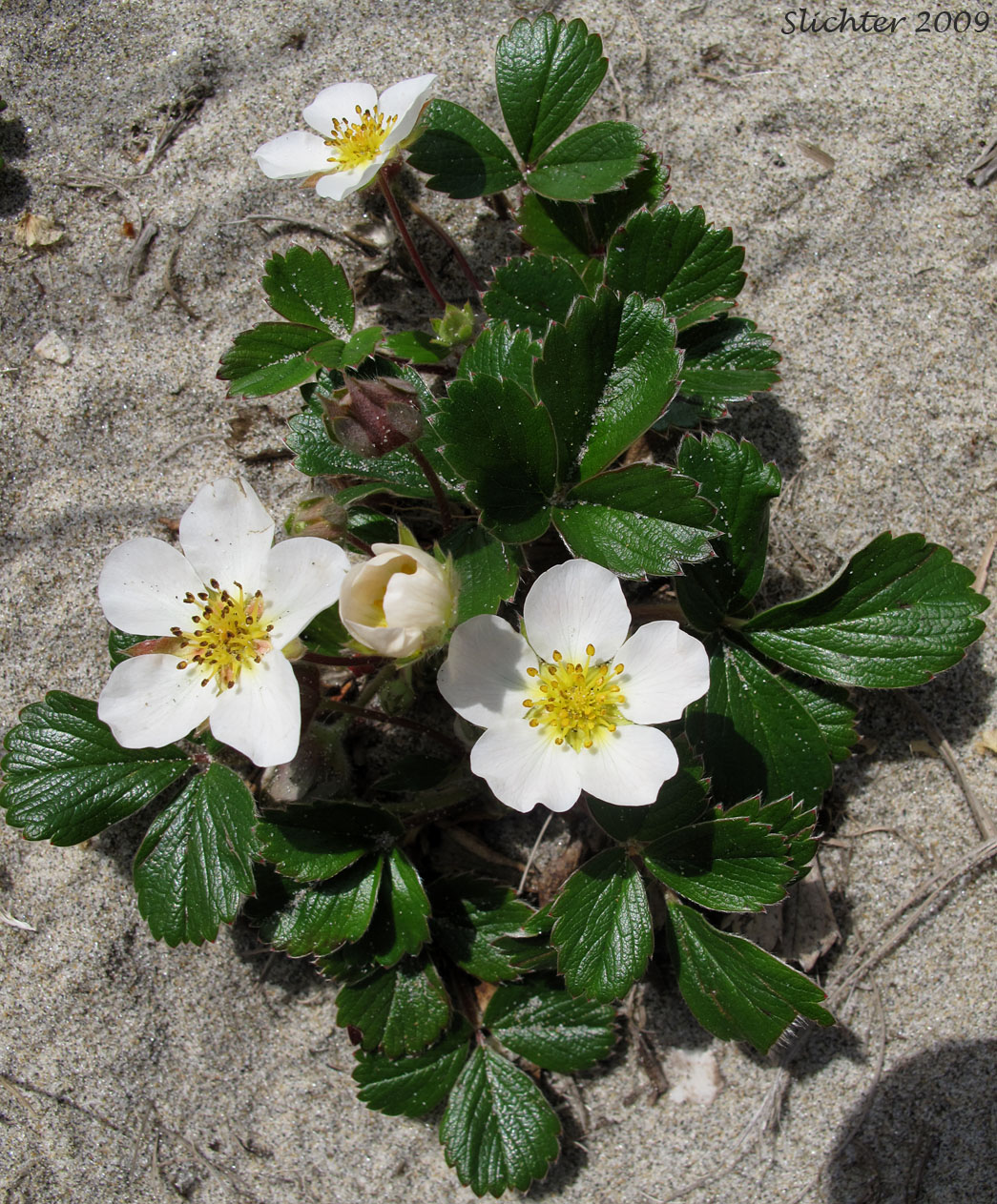 Beach Strawberry: Fragaria chiloensis ssp. pacifica