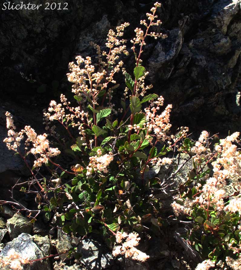 Rock Spiraea: Holodiscus microphyllus var. microphyllus (Synonyms: Holodiscus discolor var. dumosus, Holodiscus discolor var. microphyllus, Holodiscus dumosus var. dumosus)