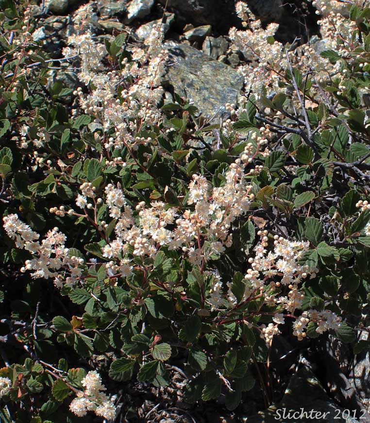 Rock Spiraea: Holodiscus microphyllus var. microphyllus (Synonyms: Holodiscus discolor var. dumosus, Holodiscus discolor var. microphyllus, Holodiscus dumosus var. dumosus)