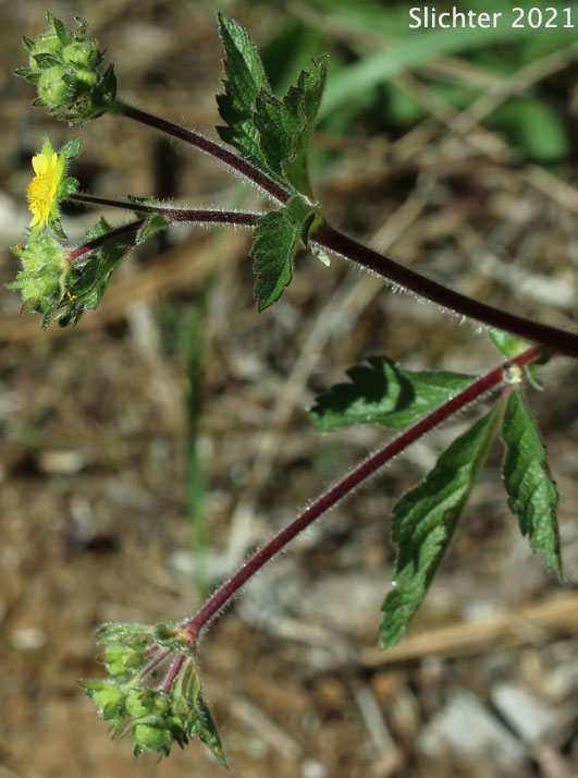 Sticky Cinquefoil, Greene's Drymocallis: Drymocallis glandulosa var. glandulosa (Synonyms: Drymocallis glandulosa ssp. glandulosa, Potentilla glandulosa ssp. glandulosa, Potentilla glandulosa var. glandulosa, Potentilla valida)