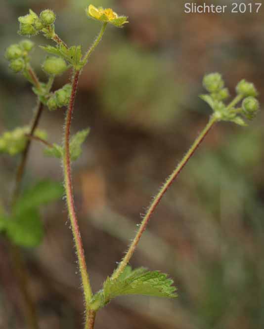 Inflorescence of Sticky Cinquefoil, Greene's Drymocallis: Drymocallis glandulosa var. glandulosa (Synonyms: Drymocallis glandulosa ssp. glandulosa, Potentilla glandulosa ssp. glandulosa, Potentilla glandulosa var. glandulosa, Potentilla valida)