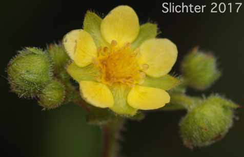Flower of Sticky Cinquefoil, Greene's Drymocallis: Drymocallis glandulosa var. glandulosa (Synonyms: Drymocallis glandulosa ssp. glandulosa, Potentilla glandulosa ssp. glandulosa, Potentilla glandulosa var. glandulosa, Potentilla valida)