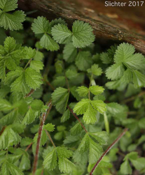 Leaves of Sticky Cinquefoil, Greene's Drymocallis: Drymocallis glandulosa var. glandulosa (Synonyms: Drymocallis glandulosa ssp. glandulosa, Potentilla glandulosa ssp. glandulosa, Potentilla glandulosa var. glandulosa, Potentilla valida)