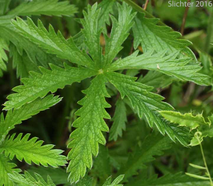 Upper leaf surface of Five-finger Cinquefoil, Graceful Cinquefoil, Slender Cinquefoil: Potentilla gracilis var. gracilis (Synonyms: Potentilla longipeduncluata, Potentilla macropetala)