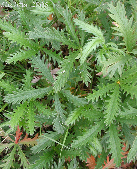 Leaves of Five-finger Cinquefoil, Graceful Cinquefoil, Slender Cinquefoil: Potentilla gracilis var. gracilis (Synonyms: Potentilla longipeduncluata, Potentilla macropetala)