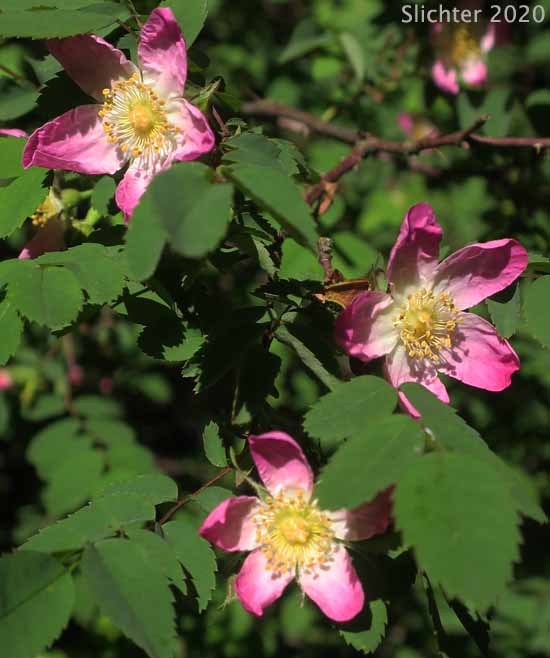 Little Wild Rose, Bald-hip Rose, Naked-hip Rose, Dwarf Rose, Wood Rose: Rosa gymnocarpa (Synonym: Rosa gymnocarpa var. gymnocarpa)