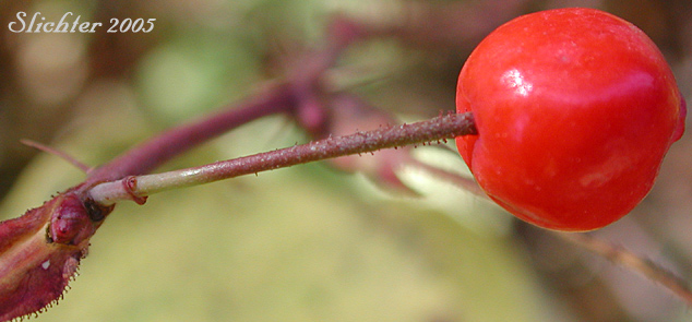 Small round fruit of Little Wild Rose, Bald-hip Rose, Naked-hip Rose, Dwarf Rose, Wood Rose: Rosa gymnocarpa (Synonym: Rosa gymnocarpa var. gymnocarpa)