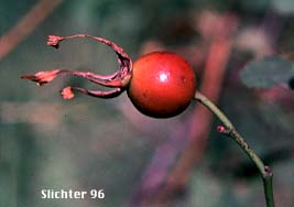 Bristly Nootka Rose, Bristly Rose: Rosa nutkana var. hispida (Synonyms: Rosa anatonensis, Rosa caeruleimontana, Rosa columbiana, Rosa jonesii, Rosa macdougalii, Rosa megalantha, Rosa nutkana ssp. macdougalii, Rosa nutkana var. alta, Rosa nutkana var. hispida, Rosa nutkana var. macdougalii, Rosa nutkana var. pallida, Rosa rainierensis, Rosa spaldingii, Rosa spaldingii var. alta, Rosa spaldingii var. chelanensis, Rosa spaldingii var. hispida, Rosa spaldingii var. parkeri, Rosa spaldingii var. spaldingii)