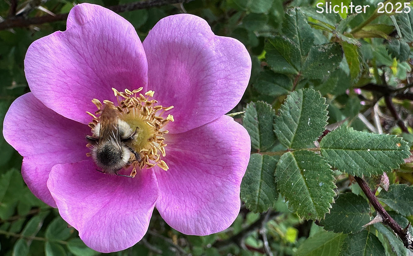 Jone's Rose, Nootka Rose: Rosa nutkana var. nutkana (Synonym: Rosa durandii, Rosa muriculata,Rosa nutkana ssp. nutkana, Rosa nutkana var. muriculata, Rosa nutkana var. nutkana, Rosa nutkana var. setosa)