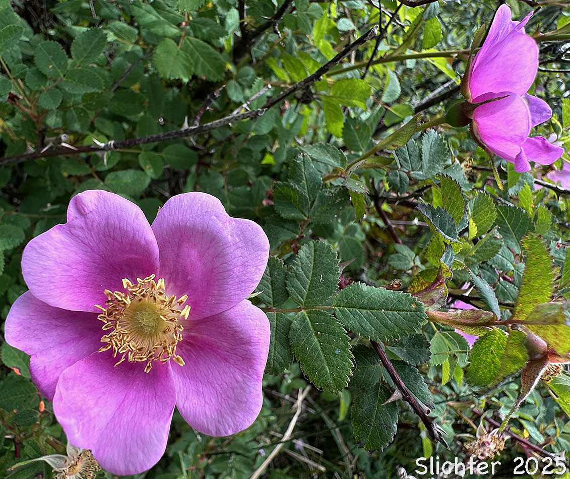 Jone's Rose, Nootka Rose: Rosa nutkana var. nutkana (Synonym: Rosa durandii, Rosa muriculata,Rosa nutkana ssp. nutkana, Rosa nutkana var. muriculata, Rosa nutkana var. nutkana, Rosa nutkana var. setosa)
