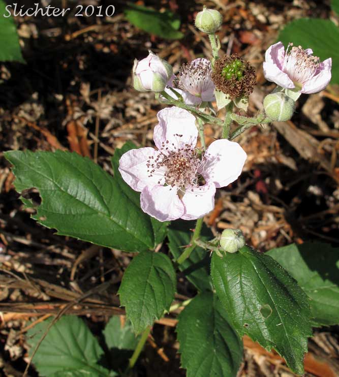 Flowers of Himalayan Blackberry: Rubus bifrons (Synonyms: Rubus armeniacus, Rubus discolor, Rubus procerus)