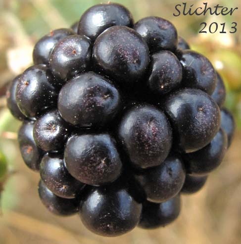 Himalayan Blackberry: Rubus bifrons (Synonyms: Rubus armeniacus, Rubus discolor, Rubus procerus)