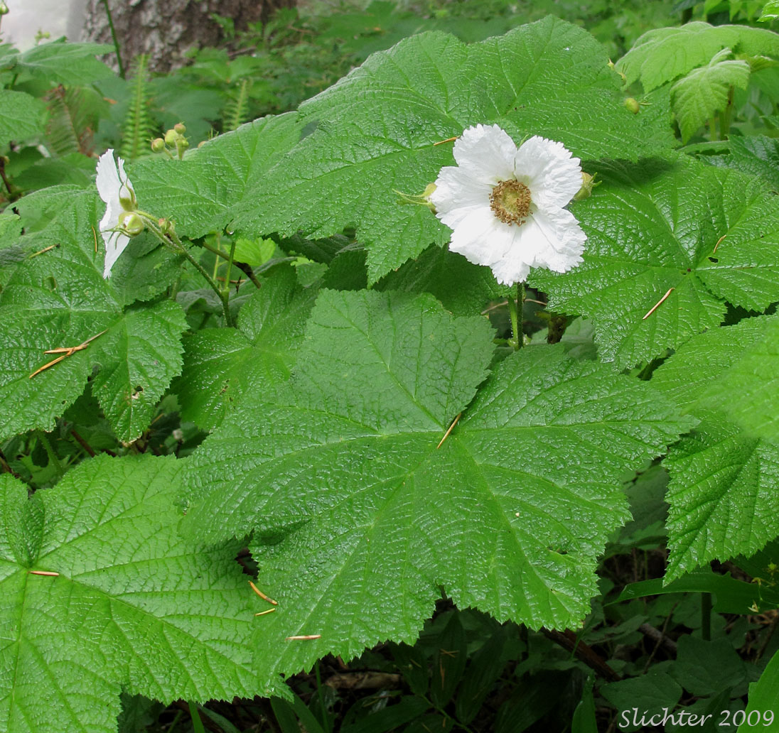 Thimbleberry: Rubus parviflorus (Synonym: Rubus parviflorus var. parviflorus)