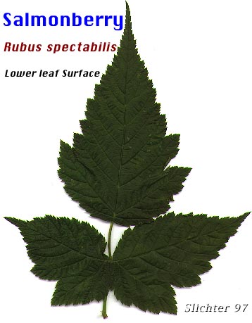 dorsal leaf surface of Salmonberry: Rubus spectabilis (Synonym: Rubus spectabilis var. spectabilis)