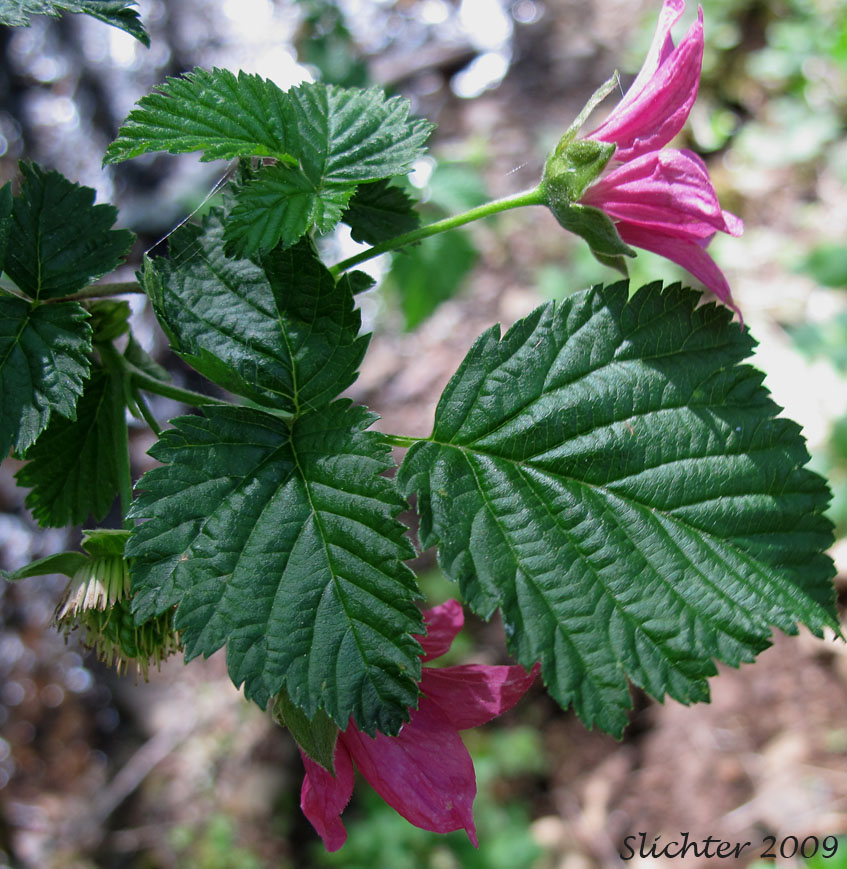 Salmonberry: Rubus spectabilis (Synonym: Rubus spectabilis var. spectabilis)