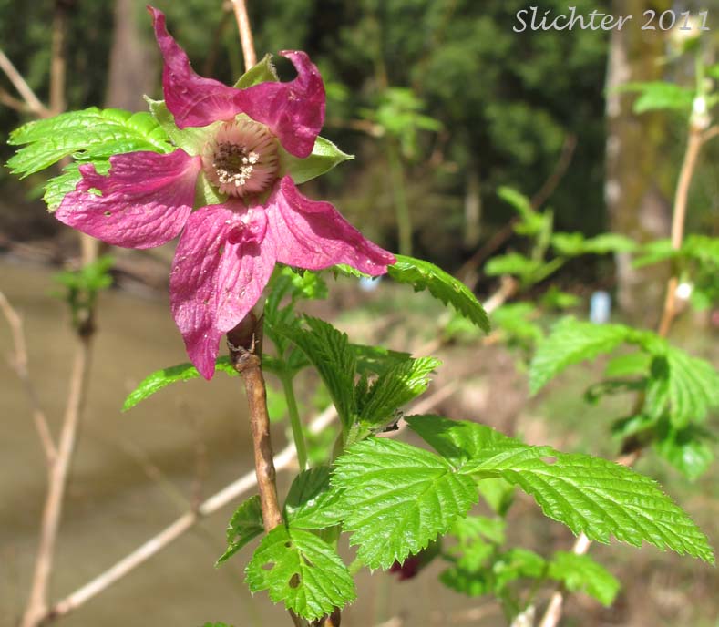 Close-up of the flower of Salmonberry: Rubus spectabilis (Synonym: Rubus spectabilis var. spectabilis)