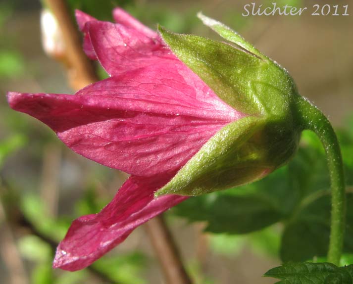 Close-up sideview of the flower of Salmonberry: Rubus spectabilis (Synonym: Rubus spectabilis var. spectabilis)