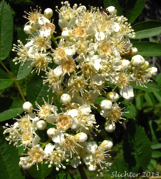 close-up of the inflorescence of Sitka Mountain Ash, Sitka Mountain-ash: Sorbus sitchensis var. sitchensis (Synonyms: Sorbus americana, Sorbus americana var. sitchensis)