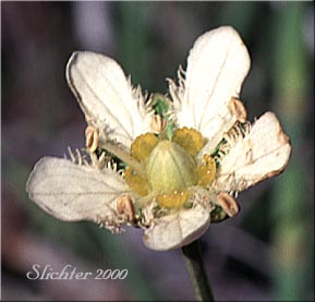 Flower of Fringed Grass-of-Parnassus: Parnassia fimbriata (Synonym: Parnassia fimbriata var. fimbriata)