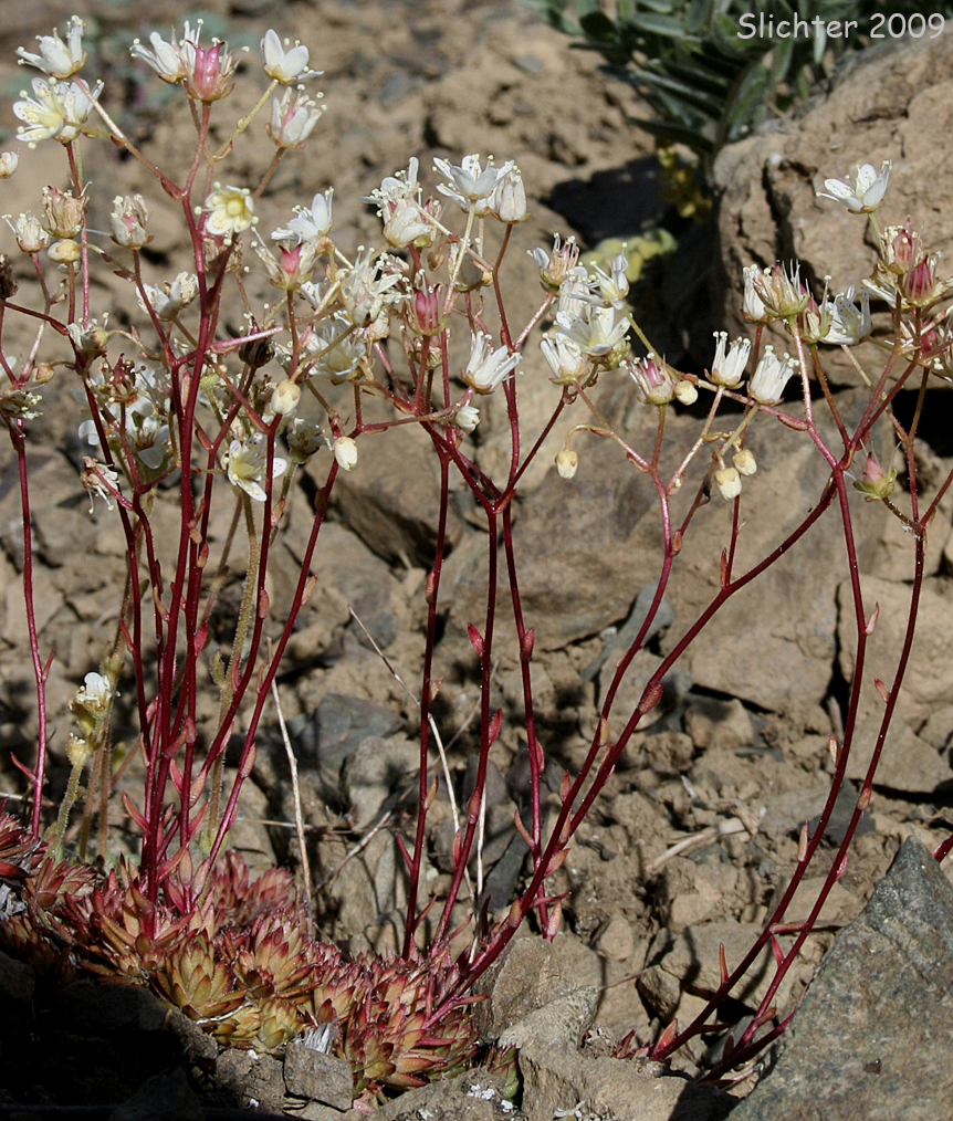Matted Saxifrage, Spotted Saxifrage: Saxifraga austromontana (Synonyms: Ciliaria austromontana, Saxifraga bronchialis ssp. austromontana, Saxifraga bronchialis var. austromontana)