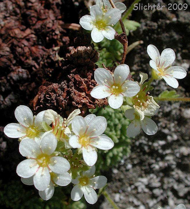 Tufted Saxifrage, Tufted Alpine Saxifrage: Saxifraga cespitosa (Synonym: Saxifraga caespitosa var. emarginata)
