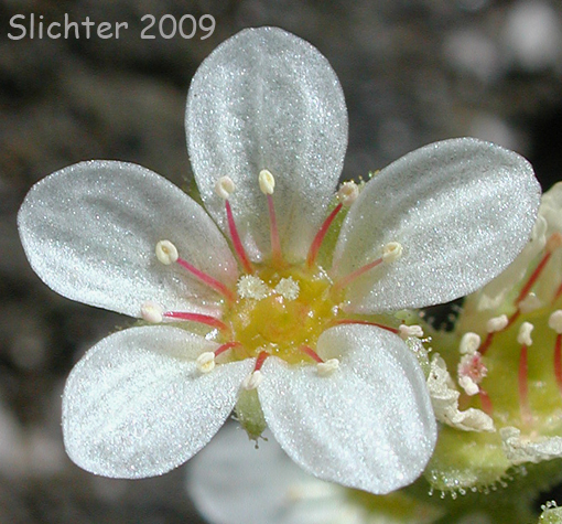Flower of Tufted Saxifrage, Tufted Alpine Saxifrage: Saxifraga cespitosa (Synonym: Saxifraga caespitosa var. emarginata)