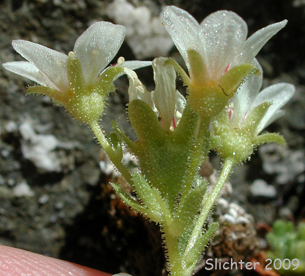 Inflorescence of Tufted Saxifrage, Tufted Alpine Saxifrage: Saxifraga cespitosa (Synonym: Saxifraga caespitosa var. emarginata)