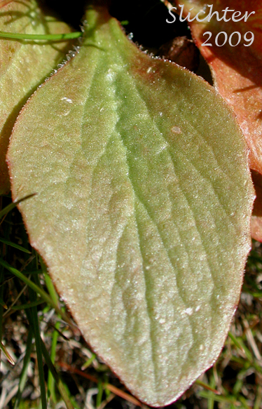Common Western Saxifrage, Northwestern Saxifrage, Wholeleaf Saxifrage: Saxifraga integrifolia (Synonym: Saxifraga integrifolia var. integrifolia)