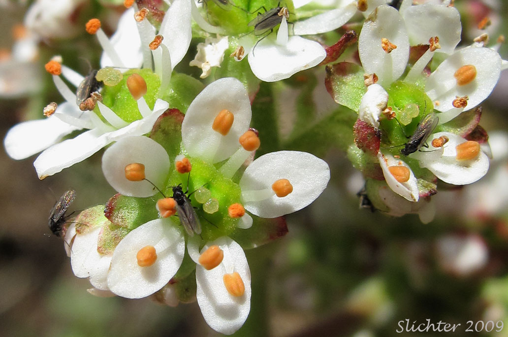 Flowers of Bog Saxifrage, Oregon Saxifrage: Micranthes oregana (Synonyms: Saxifraga oregana, Saxifraga oregana var. montanensis, Saxifraga oregana var. oregana)