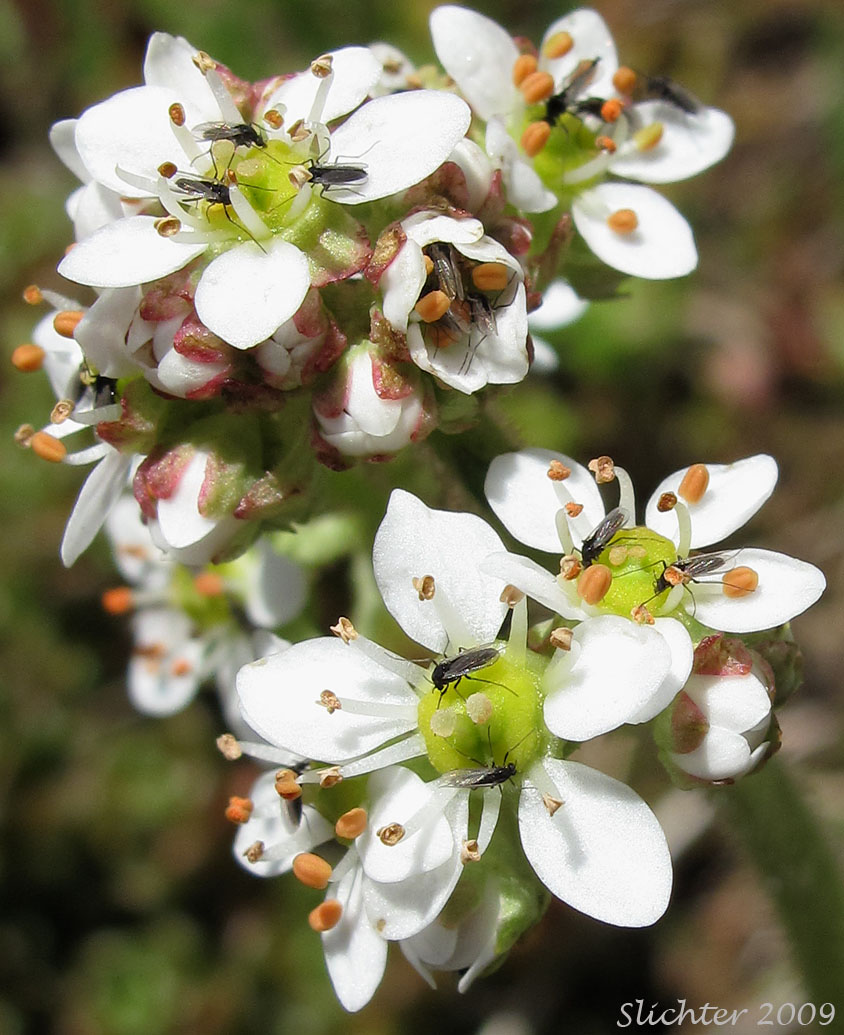 Inflorescence of Bog Saxifrage, Oregon Saxifrage: Micranthes oregana (Synonyms: Saxifraga oregana, Saxifraga oregana var. montanensis, Saxifraga oregana var. oregana)