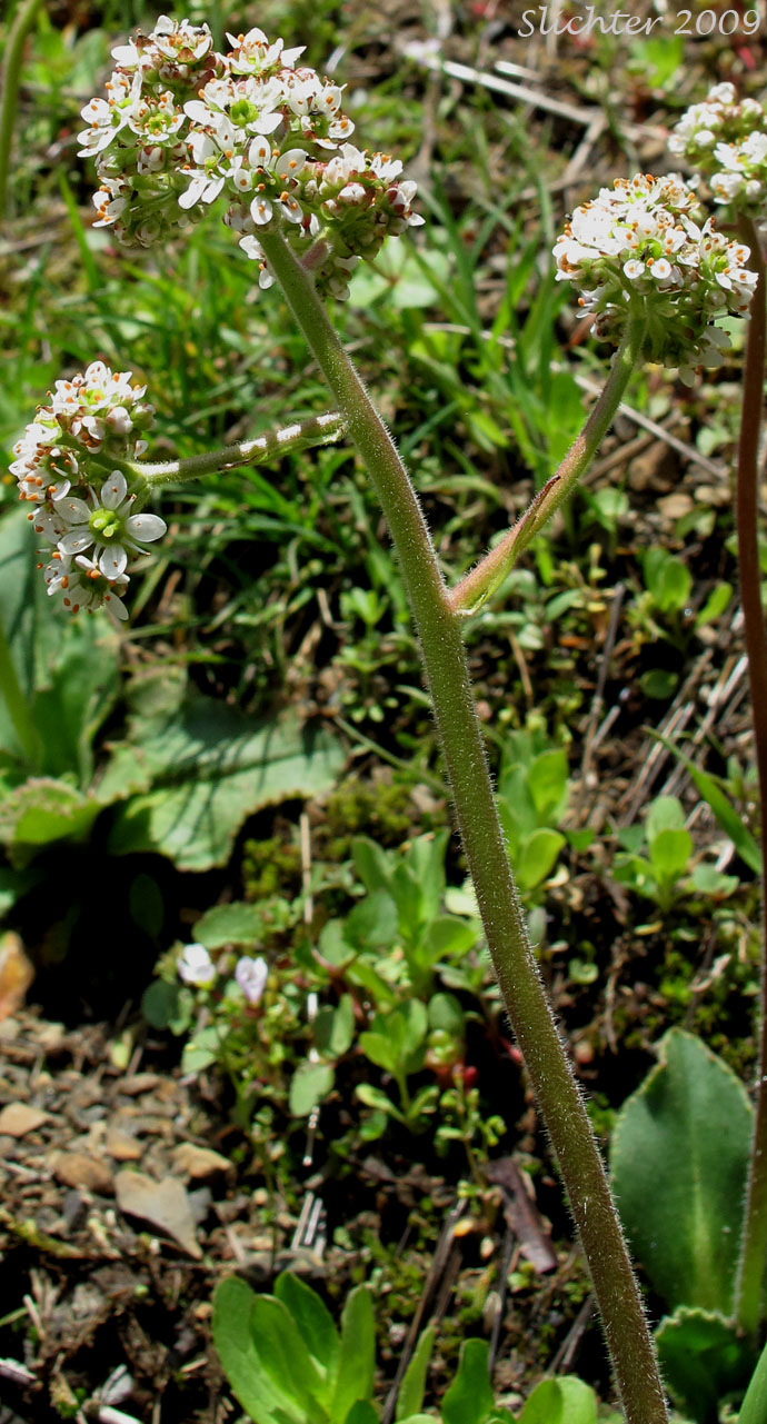 Bog Saxifrage, Oregon Saxifrage: Micranthes oregana (Synonyms: Saxifraga oregana, Saxifraga oregana var. montanensis, Saxifraga oregana var. oregana)