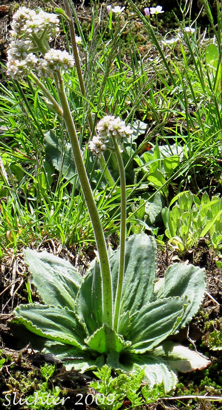 Bog Saxifrage, Oregon Saxifrage: Micranthes oregana (Synonyms: Saxifraga oregana, Saxifraga oregana var. montanensis, Saxifraga oregana var. oregana)