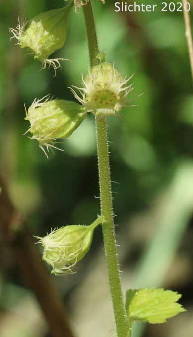 Flowers of Fringecup, Bigflower Tellima, Fragrant Fringecup, Large Fringecup: Tellima grandiflora (Synonym: Tellima odorata)