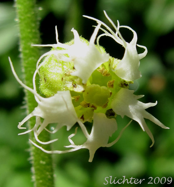 Flower of Fringecup, Bigflower Tellima, Fragrant Fringecup, Large Fringecup: Tellima grandiflora (Synonym: Tellima odorata)
