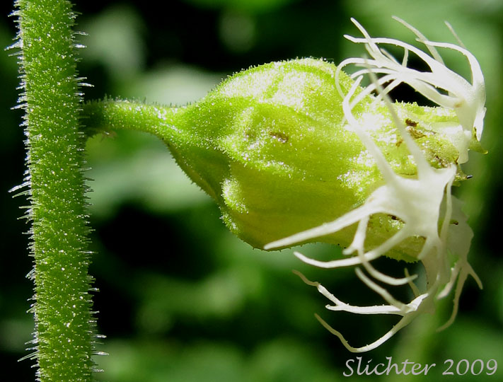 Sideview of the calyx and petals of Fringecup, Bigflower Tellima, Fragrant Fringecup, Large Fringecup: Tellima grandiflora (Synonym: Tellima odorata)