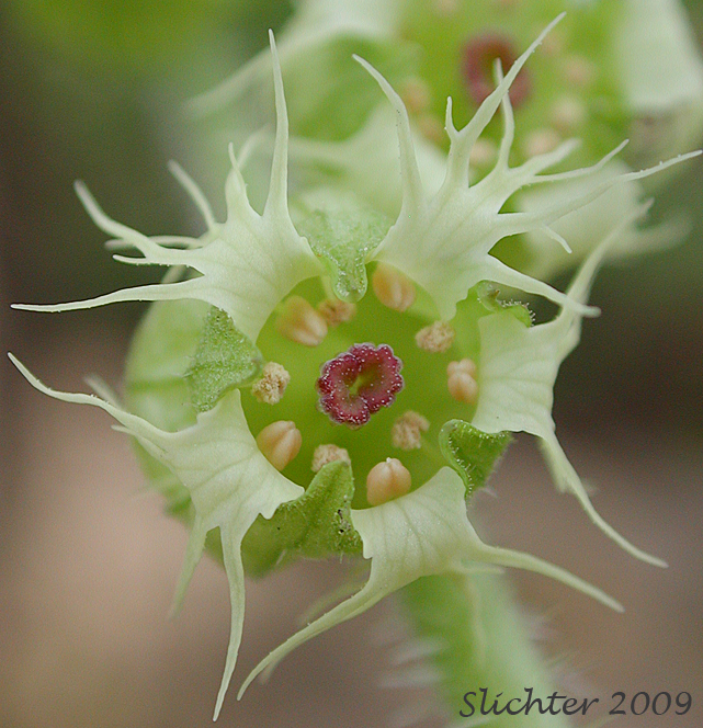 Close-up of the flower of Fringecup, Bigflower Tellima, Fragrant Fringecup: Tellima grandiflora (Synonym: Tellima odorata)