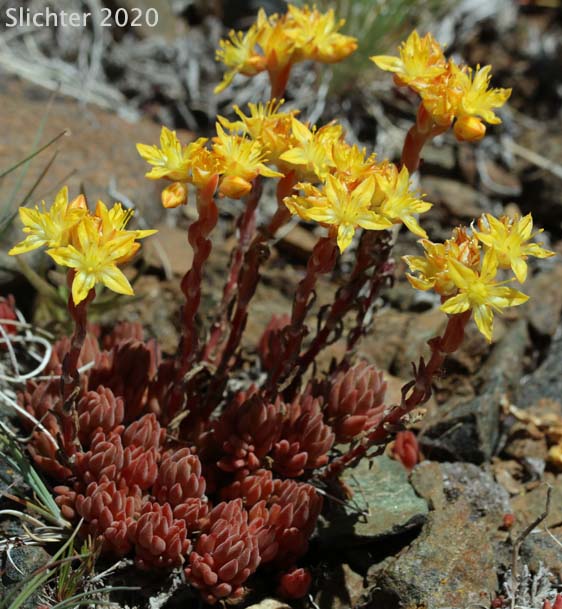 Lanceleaf Stonecrop, Lance-leaved Stonecrop, Spearleaf Stonecrop: Sedum lanceolatum (Synonyms: Amerosedum nesioticum, Sedum lanceolatum ssp. lanceolatum, Sedum lanceolatum ssp. nesioticum, Sedum lanceolatum var. lanceolatum, Sedum lanceolatum var. nesioticum, Sedum lanceolatum ssp. nesioticum, Sedum lanceolatum var. rupicolum, Sedum nesioticum, Sedum rupicolum, Sedum stenopetalum var. subalpinum)